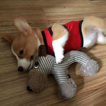 【萌寵用品】狗狗玩具耐咬發聲耐咬不爛磨牙毛絨拱形棉麻小狗泰迪柯基解悶神器