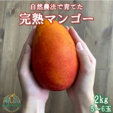 田場農園の栽培期間中農薬不使用マンゴー2kg(5～6玉)