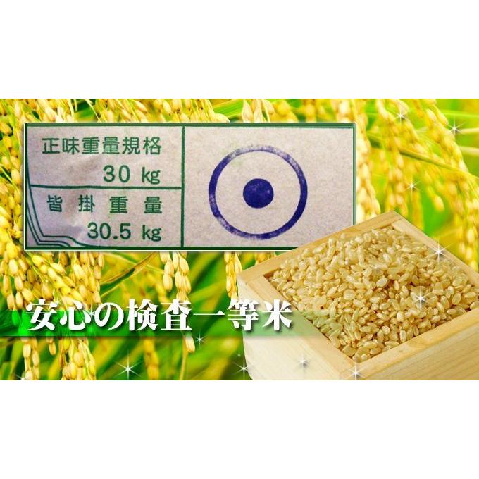 ミルキークイーン 米 白米 玄米 18kg 令和5年産 茨城県  地域限定 送料無料