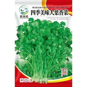 【現貨可開收據】台灣四季美味大葉香菜種子大葉芫荽 家常必備 耐熱耐寒 易栽種 陽台盆栽 香料種子 快速發芽 新鮮香草