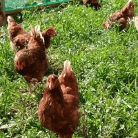 王様の卵 ヨード入 60個 平飼い 地鶏 有精卵 濃厚 卵 こだわり卵 たまご