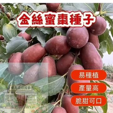 🍐棗子種子   （金絲蜜棗種子）實大皮薄 清甜多汁  營養豐富 熱量低 有益健康 高產發芽率高   農田庭院盆栽觀賞食用