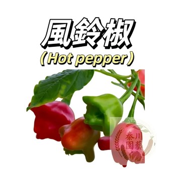 嘉義現貨（風鈴辣椒種子LJ-6） 微辣~觀賞&食用高產特色早熟小燈籠辣椒四季播種蔬菜果菜種子