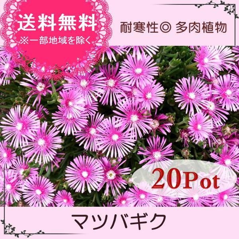 マツバギク20Potセット・苗 多肉植物（セダム） ピンク花 常緑 グランドカバー （送料無料） | LINEブランドカタログ