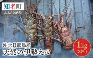 沖永良部島産！天然の伊勢えび　1kg(3匹)