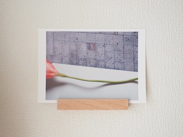 寫真明信片 – freesia – 三張一組 – 小蒼蘭 & 花卉