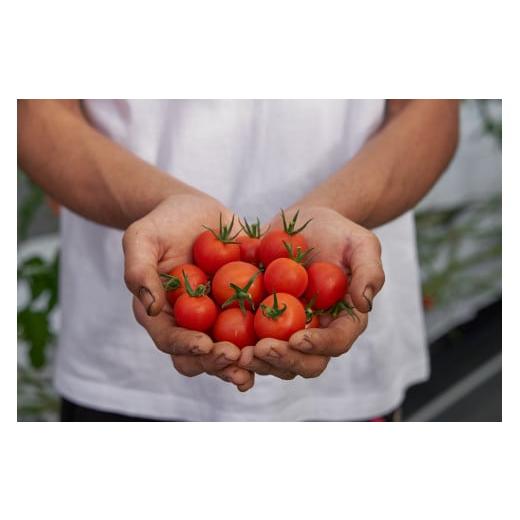 ふるさと納税 三重県 多気町 PF-01　旬のトマトのてんこ盛りセット
