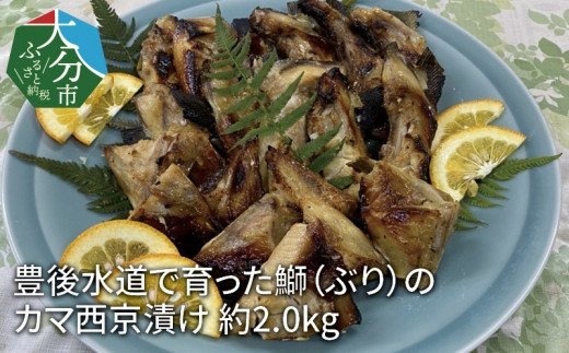 豊後水道で育った鰤（ぶり）のカマ西京漬け 約2.0kg