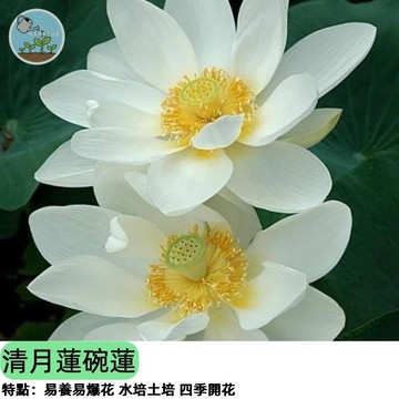 🏮【清雅新品】清月蓮碗蓮種子 微型荷花 陽台盆栽 四季可種 開花不斷   水生植物 送禮自用兩相宜  四季開花