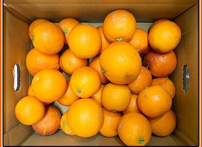 みかん オレンジ ブラッドオレンジ   柑橘希少な柑橘!紀州有田産ブラッドオレンジ約3kg ※2024年4月上旬頃～4月中旬頃に順次発送 (お届け日指定不可)