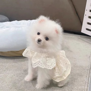 【限時特賣】寵物衣服  寵物搞怪衣服 []狗狗裙子小狗夏季春秋衣服寵物小型犬泰迪比熊博美茶杯犬貓咪薄款