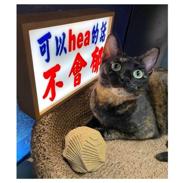 木製燈箱 小巴牌中牌 專用