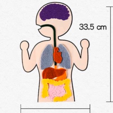 手工DIY不織布人體內臟教具材料包、器官教具