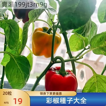 現貨🫑【彩椒種子】🫑（100粒）今年新種子 進口紫彩椒 白彩椒 橙彩椒 條紋彩椒種子 日本紅彩椒 四季農田庭院盆栽蔬菜種