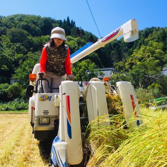 米・穀物 米 精米 令和5年 京都特別栽培米 コシヒカリ 3kg 産地直送