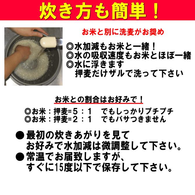 押麦 20Kg 無農薬 大麦 福岡県産 筑後久保農園