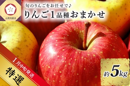   旬の美味しい りんご 約5kg 青森産 