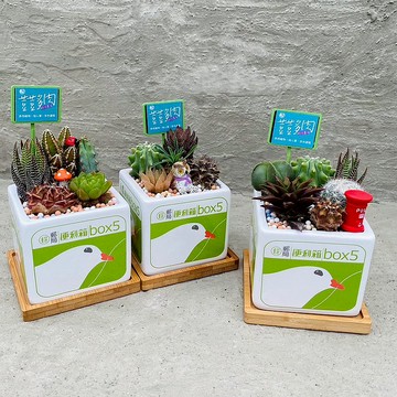 【荳荳多肉】【郵局小白鴿植栽組合】喬遷│送禮│升遷│多肉植物