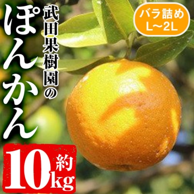 土壌・栽培方法に間違いなし!武田果樹園の武田ポンカン10kg箱満杯バラ詰め