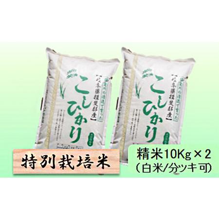 ふるさと納税 特別栽培米★精米20kg（白米 5分 7分ツキ可） 玄米は別に出品 5分ヅキ 岐阜県池田町