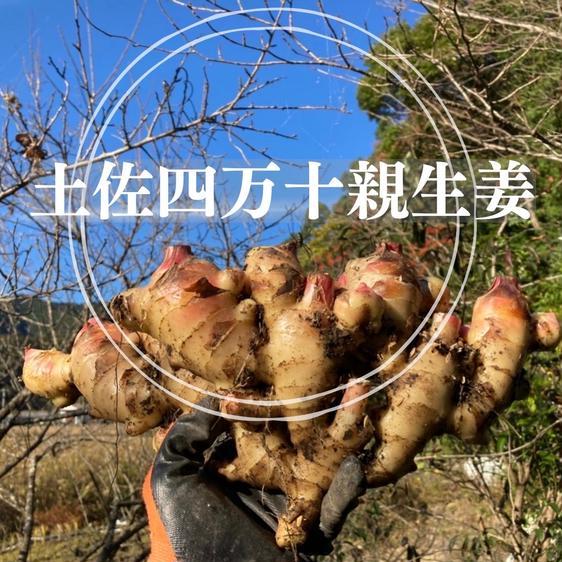 野菜 薬味 高知土佐四万十親生姜5kg】 産地直送