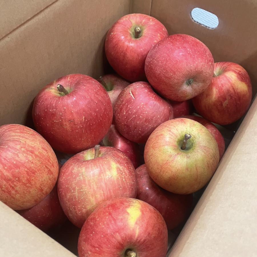 りんご 訳あり 山形県産 サンふじ 10kg 30~40玉 家庭用 バラ詰め リンゴ 林檎 果物 フルーツ