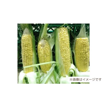 ふるさと納税  八千代町産 農家直送 朝採り とうもろこし おおもの 6kg トウモロ.. 茨城県八千代町