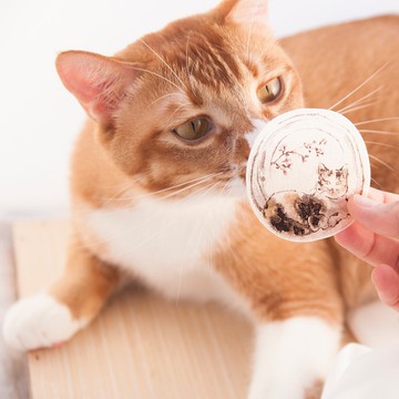 水墨貓咪和紙貼紙 - 窗邊的貓