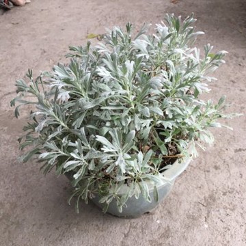 7寸芙蓉 七吋芙蓉樹苗 芙蓉盆栽 芙蓉草 芙蓉花 風水植物 驅邪避邪 淨身 玉芙蓉 千葉園藝有限公司 Yahoo奇摩拍賣 Line購物