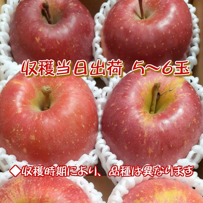 福島県産 りんご 　訳あり品 ５玉〜６玉