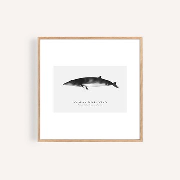 南極小鬚鯨 海洋掛畫 / 正方形 畫芯 海報 無框畫 裝飾畫