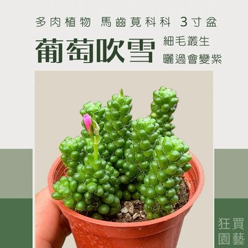 [狂買園藝] 多肉植物 葡萄吹雪🍇 3寸盆 /景天科/仙人掌/多肉盆栽/送禮小物/園藝植物