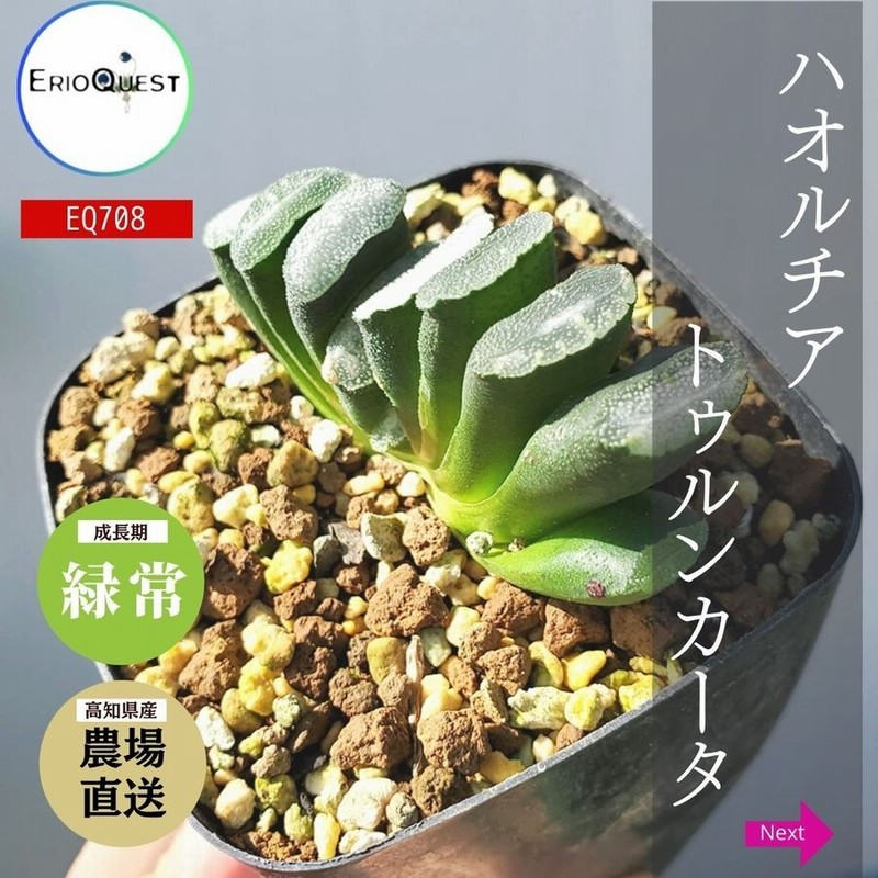 多肉植物 ハオルチア トゥルンカータ 玉扇 Haworthia Truncata 通販 2 5号 エケベリア セダム 観葉植物 インテリア エリオクエスト 通販 Lineポイント最大0 5 Get Lineショッピング