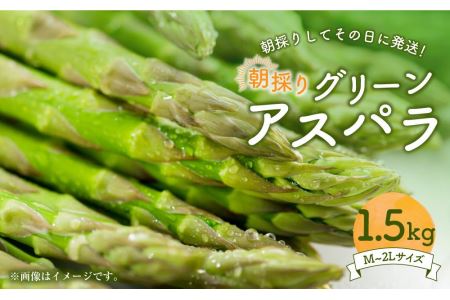 朝採り グリーンアスパラ M～2L 1.5kg (2024年5月下旬発送予定)