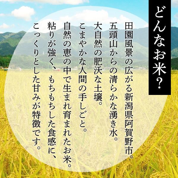 新米 令和5年産 お米 食べ比べ 各5Kg×1 10Kg 送料無料 新潟米 コシヒカリ こしいぶき 米 あすつく 美味しいお米 産直 白米