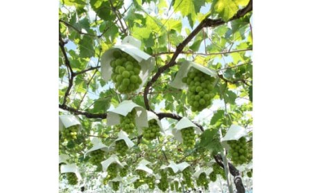 ＜2024年先行予約＞厳選！山梨県笛吹市産 シャインマスカット 約2.0kg（3～4房） 156-001