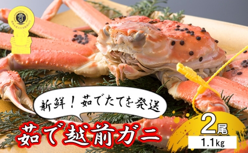 茹で越前ガニ食通もうなる本場の味をぜひ、ご堪能ください。約1.1kg 2尾セット 越前がに 越前かに 越前カニ カニ ボイルガニ