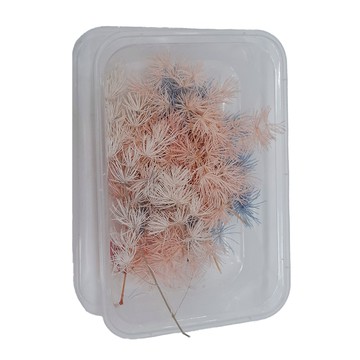 A-ONE 匯旺 乾燥花 Set 3個  永生蓬萊松  A21  3色混