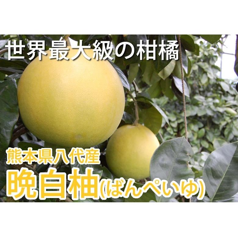 晩白柚 みかん ばんぺいゆ 訳あり 送料無料 約3kg〜4kg 2玉入 M〜2Lサイズ 世界最大級の柑橘 熊本県八代産 蜜柑 ミカン