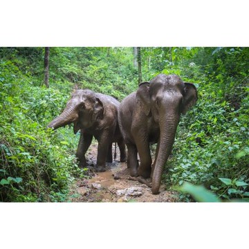 清邁旅遊｜渡假村2晚,彩虹洞穴,復古火車,南奔古城,木雕彩繪,米其林推薦餐x海鮮宴,無購物5日_THCNX1021