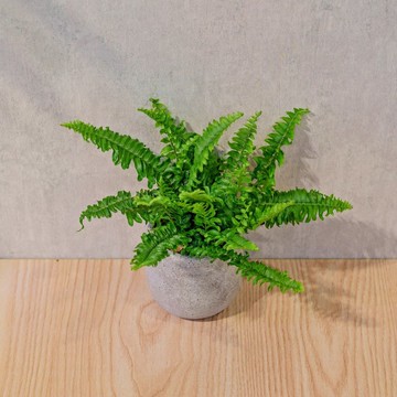 波士頓蕨 桌上型水泥盆栽 觀葉植物 禮物 盆栽 交換禮物 植物