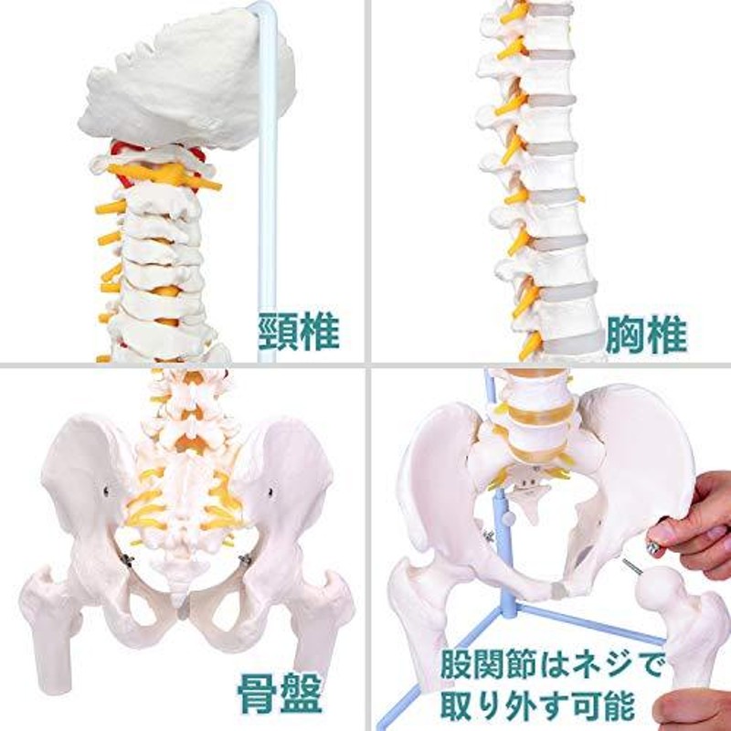 破格値下げWETRY 脊椎模型90cm 脊椎骨盤模型脊柱模型可動式脊髄骨盤
