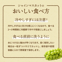 兵庫県産 シャインマスカット 2房セット（約1.2～1.5kg）種無し 皮ごと 大粒 農家直送 数量限定