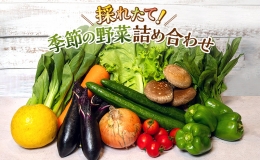 とれたて 野菜パック  季節の野菜 セット 詰め合わせ 10品前後 野菜セット 野菜詰め合わせ 野菜 ジャガイモ 人参 大根 小松菜 白ネギ グリ−ンリ−フ チンゲン菜 椎茸 トマト 水菜 葉ネギ 人気 厳選