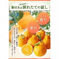 採れたてフレッシュ! 超完熟・葉付き 不知火 3kg まるまつ農園《3月中旬-4月末頃より順次出荷》  和歌山県 日高川町 不知火 柑橘 しらぬい  完熟