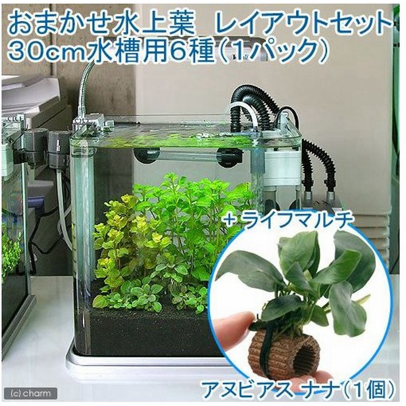 水草 おまかせ水上葉 レイアウトセット ３０ｃｍ水槽用 ６種 ライフマルチ アヌビアスナナ １個 北海道航空便要保温 通販 Lineポイント最大0 5 Get Lineショッピング