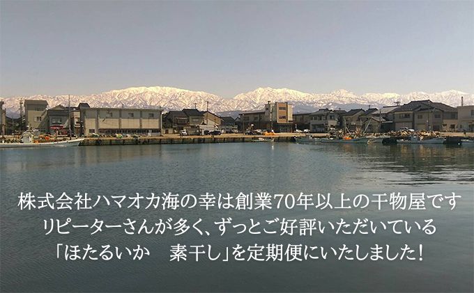 ほたるいか 素干し 100枚  おつまみ 肴 ハマオカ海の幸