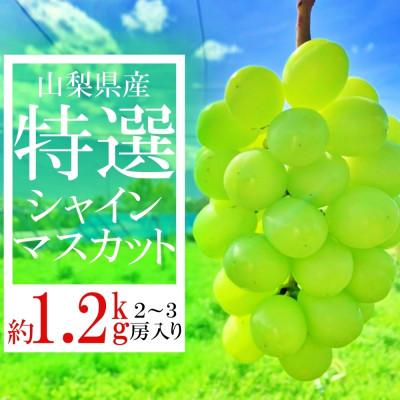 ふるさと納税 笛吹市 山梨県笛吹市産　旬の採れたてシャインマスカット　特選　約1.2kg　2房〜3房