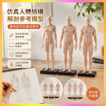 ✨好物推薦✨仿真繪畫臨摹人體雕塑人體結構解剖CG參考模型藝用肌肉骨骼美術生  | 海鷗