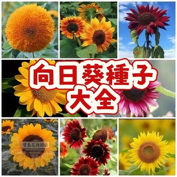 隔日達-（向日葵種子大全）當季新籽 發芽率高  花大籽多 產量高 新手易種易活室內陽臺觀賞可食用盆栽花卉